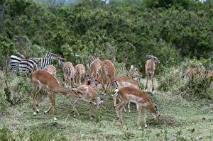 Images Dated 7th October 2009: Africa, Kenya