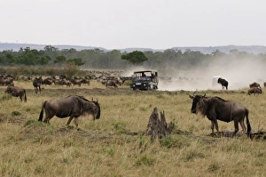 Images Dated 5th October 2009: Africa, Kenya