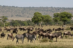 Images Dated 6th October 2009: Africa, Kenya