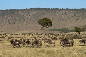 Images Dated 6th October 2009: Africa, Kenya