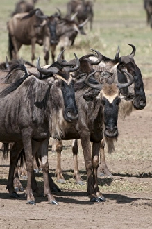 Images Dated 7th October 2009: Africa, Kenya