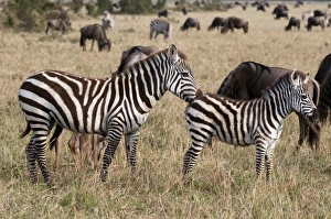 Images Dated 6th October 2009: Africa, Kenya