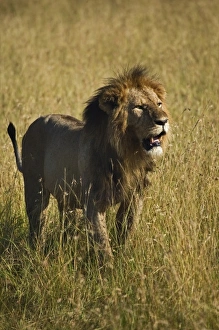 Images Dated 18th July 2005: Africa, Kenya