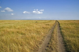 Images Dated 18th July 2005: Africa, Kenya