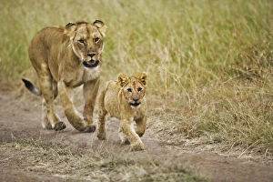 Images Dated 19th July 2005: Africa, Kenya
