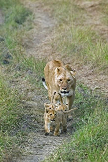 Images Dated 19th July 2005: Africa, Kenya