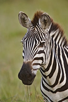 Images Dated 23rd July 2005: Africa, Kenya