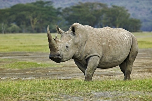 Images Dated 25th July 2005: Africa, Kenya