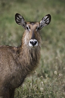Africa, Kenya