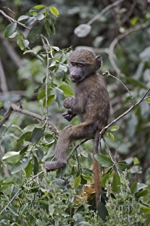 Africa, Kenya