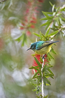 Africa, Kenya