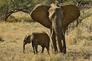 Images Dated 14th July 2005: Africa, Kenya