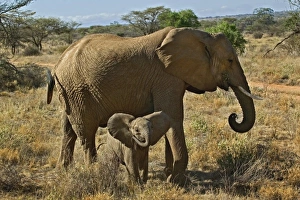 Images Dated 14th July 2005: Africa, Kenya
