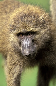 Africa, Kenya