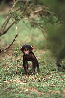 Africa, Kenya