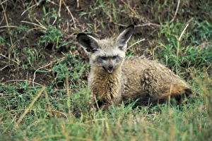 Africa, Kenya