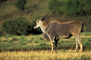 Africa, Kenya