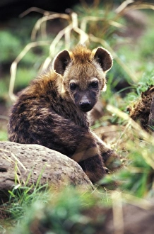Africa, Kenya
