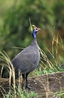 Africa, Kenya