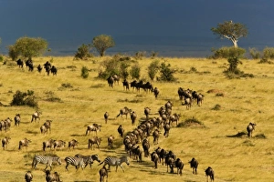 Images Dated 28th August 2008: Africa, Kenya