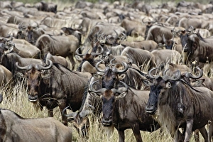 Africa, Kenya