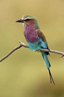 Africa, Kenya