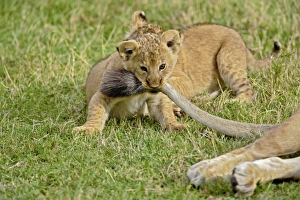 Africa, Kenya