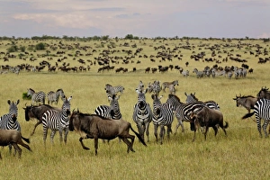 Africa, Kenya