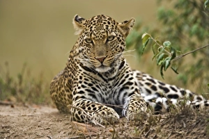 Africa, Kenya