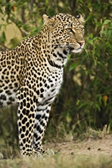 Africa, Kenya