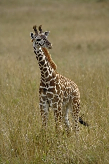 Africa, Kenya