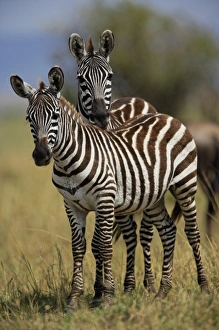 Africa, Kenya