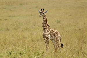 Africa, Kenya