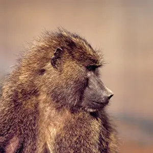 Baboon Prints: Africa, Kenya, Aberdare NP. A female olive baboon gives a profile pose at Tree Tops