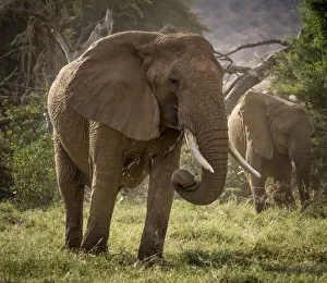 Africa, Kenya. African elephants feeding. Credit as: Bill Young / Jaynes Gallery / DanitaDelimont