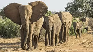 Africa, Kenya. African elephants walking in line