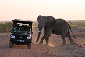 Images Dated 23rd August 2011: Africa, Kenya, Amboseli. Elephant and Jeep at Amboseli