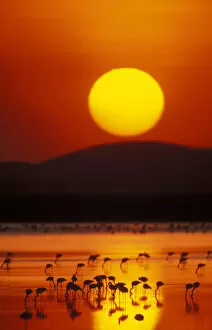 Images Dated 26th June 2007: Africa, Kenya, Amboseli National Park. Flock of lesser flamingos reflected in water at sunrise