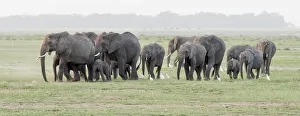 Images Dated 13th January 2018: Africa, Kenya, Amboseli National Park. Elephants on the march