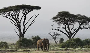 Africa, Kenya, Amboseli National Park. Elephant and umbrella thorn acacia trees. Credit as