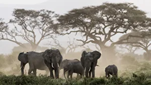 Images Dated 15th January 2018: Africa, Kenya, Amboseli National Park. Elephants and umbrella thorn acacia trees