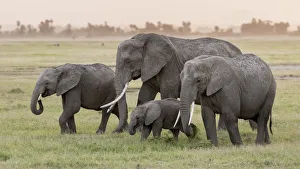 Images Dated 14th January 2018: Africa, Kenya, Amboseli National Park. Elephants on the march