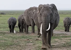 Images Dated 13th January 2018: Africa, Kenya, Amboseli National Park. Elephants on the march