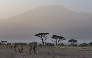Images Dated 14th January 2018: Africa, Kenya, Amboseli National Park. Elephants and umbrella thorn acacia trees