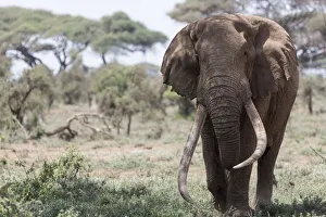 Images Dated 14th January 2018: Africa, Kenya, Amboseli National Park. Elephant walking