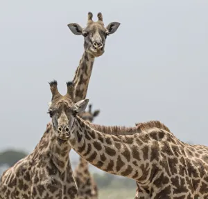 Images Dated 14th January 2018: Africa, Kenya, Amboseli National Park. Close-up of giraffes