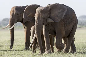 Images Dated 14th January 2018: Africa, Kenya, Amboseli National Park. Close-up of elephants walking