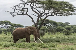 Images Dated 20th July 2019: Africa, Kenya, Amboseli National Park. Elephant and acacia tree