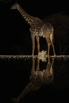 Drinking Prints: Africa, Kenya, Amboseli National Park. Giraffe and leopard at waterhole at night