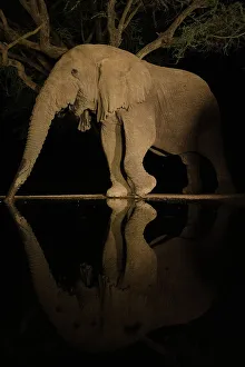 Drinking Prints: Africa, Kenya, Amboseli National Park. Elephant drinking at waterhole at night